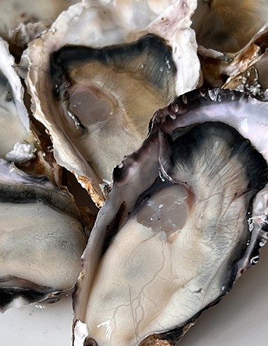 JAPANESE OYSTER LARGE 80-100gr