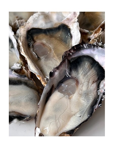 JAPANESE OYSTER LARGE 80-100gr