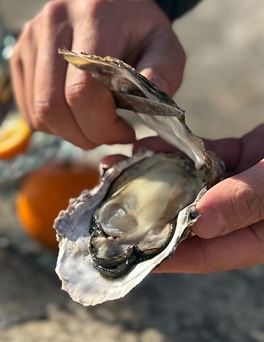 JAPANESE OYSTER MEDIUM 60-80gr