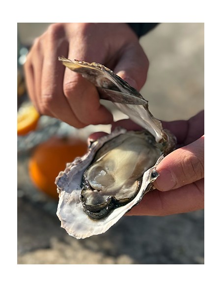 JAPANESE OYSTER MEDIUM 60-80gr