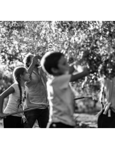 EXTRA VIRGIN OLIVE OIL - PERANZANA