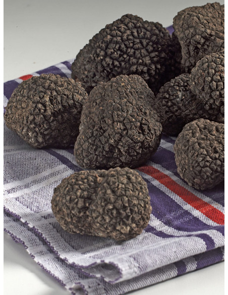 Italian Summer Black Truffle