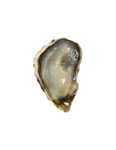 JAPANESE OYSTER LARGE 80-100gr